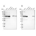 SMU1 Antibody in Western Blot (WB)