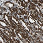 RBM33 Antibody in Immunohistochemistry (Paraffin) (IHC (P))