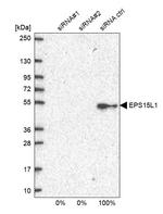 EPS15R Antibody
