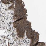 WDR53 Polyclonal Antibody