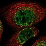 FAM219A Polyclonal Antibody