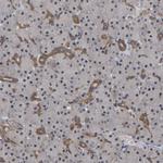 FAM219A Antibody in Immunohistochemistry (Paraffin) (IHC (P))