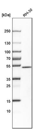 SNX30 Antibody in Western Blot (WB)