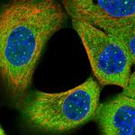 WDR31 Polyclonal Antibody