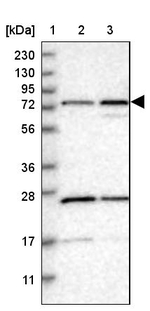 PPWD1 Antibody in Western Blot (WB)