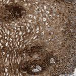 C7orf43 Antibody in Immunohistochemistry (Paraffin) (IHC (P))