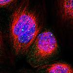 PPWD1 Polyclonal Antibody