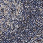 PPWD1 Antibody in Immunohistochemistry (IHC)