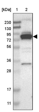 PPWD1 Antibody in Western Blot (WB)