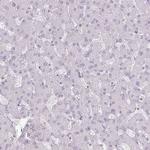 KCNH1 Antibody in Immunohistochemistry (Paraffin) (IHC (P))
