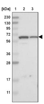 EOGT Antibody in Western Blot (WB)