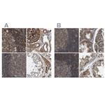SAMD9L Antibody in Immunohistochemistry (IHC)