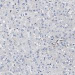 SAMD9L Antibody in Immunohistochemistry (IHC)