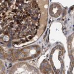 SAMD9L Antibody in Immunohistochemistry (IHC)