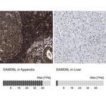 SAMD9L Antibody