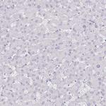Defensin 6 Antibody in Immunohistochemistry (Paraffin) (IHC (P))