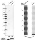 SAMD9L Antibody in Western Blot (WB)