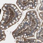 SAMD9L Antibody in Immunohistochemistry (IHC)