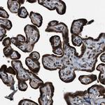 ZFAND2A Antibody in Immunohistochemistry (Paraffin) (IHC (P))