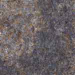 SAMD9L Antibody in Immunohistochemistry (IHC)