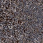 RFFL Polyclonal Antibody