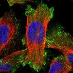 ERC1 Antibody in Immunocytochemistry (ICC/IF)