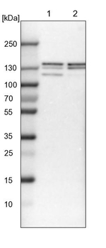 ERC1 Antibody in Western Blot (WB)