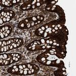IQCE Antibody in Immunohistochemistry (Paraffin) (IHC (P))