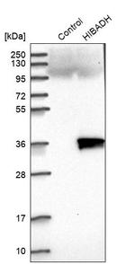 HIBADH Antibody in Western Blot (WB)
