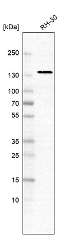 ERC1 Antibody in Western Blot (WB)