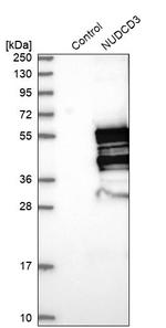 NUDCD3 Antibody in Western Blot (WB)
