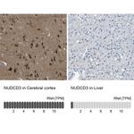 NUDCD3 Antibody