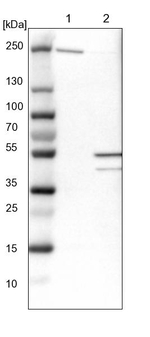 NUDCD3 Antibody in Western Blot (WB)