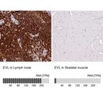 EVL Antibody