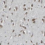 FAM174A Antibody in Immunohistochemistry (Paraffin) (IHC (P))