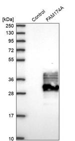 FAM174A Antibody in Western Blot (WB)