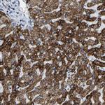 SFXN1 Antibody in Immunohistochemistry (Paraffin) (IHC (P))
