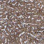 ZNF629 Antibody in Immunohistochemistry (Paraffin) (IHC (P))