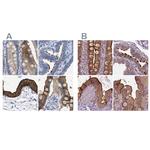 Annexin A13 Polyclonal Antibody