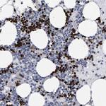 HEMGN Polyclonal Antibody