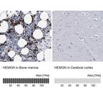 HEMGN Antibody
