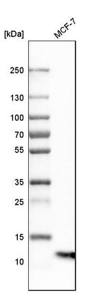 S100A13 Antibody in Western Blot (WB)