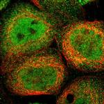 SELM Polyclonal Antibody