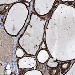 SELM Antibody in Immunohistochemistry (Paraffin) (IHC (P))