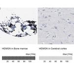 HEMGN Antibody