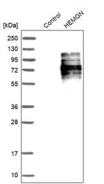 HEMGN Antibody in Western Blot (WB)
