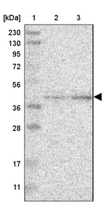 CANT1 Antibody in Western Blot (WB)