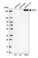 GCN1L1 Antibody in Western Blot (WB)