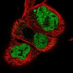 NPAS2 Polyclonal Antibody