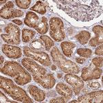 RNF128 Antibody in Immunohistochemistry (Paraffin) (IHC (P))